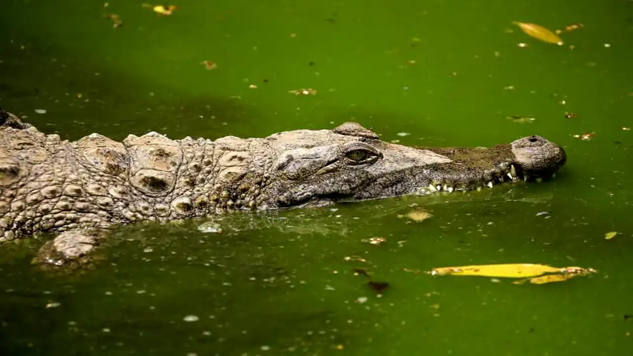 إيه اللي بيحصل في الشرقية  ظهور تماسيح في الشرقية.. لجنة تحقيق عاجلة لفحص البلاغات في مصر